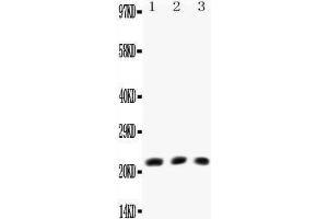 Western Blotting (WB) image for anti-Lymphotoxin-alpha (LTA) (AA 73-88), (Middle Region) antibody (ABIN3042614) (LTA 抗体  (Middle Region))
