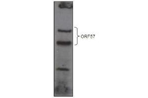 KSHV ORF 57 Antibody (ABIN1540010 and ABIN2837834) western blot analysis Over-expressed GFP-tagged ORF57 in HEK293T cell line. (KSHV ORF57 (AA 33-60) 抗体)