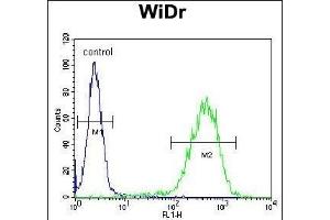 CHCHD2 Antibody (Center) (ABIN654013 and ABIN2843939) flow cytometric analysis of WiDr cells (right histogram) compared to a negative control cell (left histogram). (CHCHD2 抗体  (AA 74-103))