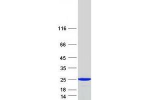 Validation with Western Blot