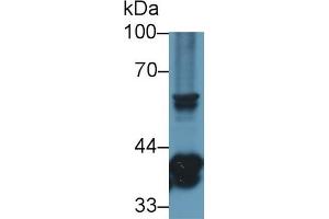Detection of TMEM173 in Mouse Thymus lysate using Polyclonal Antibody to Transmembrane Protein 173 (TMEM173) (STING/TMEM173 抗体  (AA 159-373))