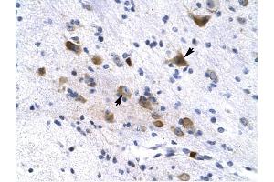 KCNH6 antibody was used for immunohistochemistry at a concentration of 4-8 ug/ml to stain Neural cells (arrows) in Human Brain.