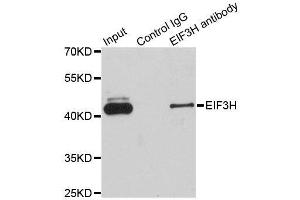 Immunoprecipitation analysis of 200ug extracts of Jurkat cells using 1ug EIF3H antibody. (EIF3H 抗体  (AA 80-340))