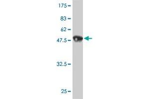 Western Blot detection against Immunogen (47. (HMGB2 抗体  (AA 1-195))