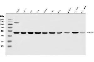 Western blot analysis of MIEF1 using anti-MIEF1 antibody (ABIN7600396).