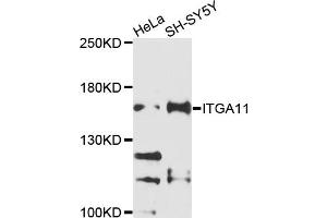 Western blot analysis of extracts of various cell lines, using ITGA11 antibody (ABIN4904088) at 1:1000 dilution. (ITGA11 抗体)