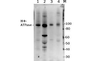 5 µg of total protein from (1) Zea mays lwhole cell, extracted with Protein Extration Buffer, PEB, (2) Hordeum vulgare leaf extracted with PEB, (3) Spinacia oleracea total cell extracted with PEB, (4) Arabidopsis thaliana  were separated on  4-12% NuPage (Invitrogen) LDS-PAGE and blotted 1h to PVDF. (ATP6AP1 抗体)