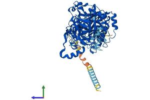 Protein Structure (PS) image for UDP-N-Acetyl-alpha-D-Galactosamine:polypeptide N-Acetylgalactosaminyltransferase 13 (GalNAc-T13) (GALNT13) (AA 1-556) protein (His tag) (ABIN7554021)