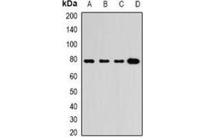 Western blot analysis of GRP3 expression in BT474 (A), A549 (B), mouse heart (C), mouse lung (D) whole cell lysates.