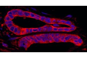 Immunofluorescence (IF) image for anti-SFRS Protein Kinase 2 (SRPK2) (AA 425-475) antibody (ABIN7449028) (SRPK2 抗体  (AA 425-475))