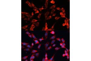 Immunofluorescence analysis of NIH-3T3 cells using MRPS28 Polyclonal Antibody (ABIN6133074, ABIN6144041, ABIN6144042 and ABIN6220731) at dilution of 1:100 (40x lens). (MRPS28 抗体  (AA 1-187))