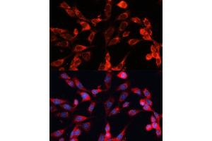 Immunofluorescence analysis of NIH-3T3 cells using MRPS28 Polyclonal Antibody (ABIN6133074, ABIN6144041, ABIN6144042 and ABIN6220731) at dilution of 1:100 (40x lens). (MRPS28 抗体  (AA 1-187))