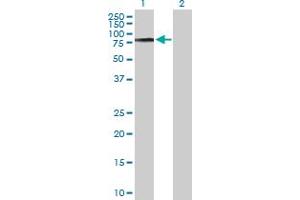 Western Blotting (WB) image for anti-Collagen, Type IX, alpha 3 (COL9A3) (AA 1-684) antibody (ABIN514520)