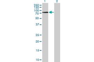 Western Blot analysis of COL9A3 expression in transfected 293T cell line by COL9A3 MaxPab polyclonal antibody. (COL9A3 抗体  (AA 1-684))