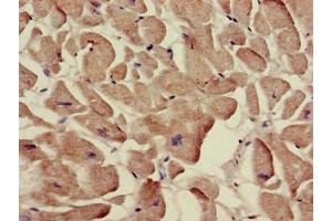 Immunohistochemistry (IHC) image for anti-Solute Carrier Family 12 (Potassium-Chloride Transporter) Member 7 (SLC12A7) (AA 11-117) antibody (ABIN7170088)