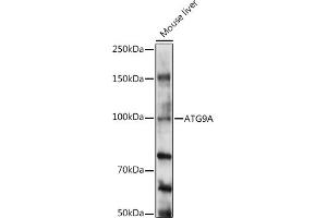 Western blot analysis of extracts of Mouse liver, using A antibody (ABIN6131194, ABIN6137269, ABIN6137270 and ABIN6224011) at 1:1000 dilution. (ATG9A 抗体  (AA 180-290))