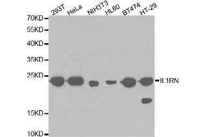 Western blot analysis of extracts of various cell lines, using IL1RN antibody (ABIN5971114) at 1/1000 dilution. (IL1RN 抗体)