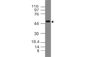 Image no. 1 for anti-Sialic Acid Binding Ig-Like Lectin 9 (SIGLEC9) (AA 1-215) antibody (ABIN5027529) (SIGLEC9 抗体  (AA 1-215))