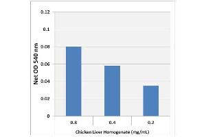 Glycogen Detection in Chicken Liver using the Glycogen Assay Kit (Colorimetric).