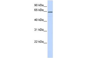 WB Suggested Anti-CKAP4 Antibody Titration:  0. (CKAP4 抗体  (Middle Region))
