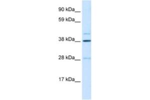 Western Blotting (WB) image for anti-Ceramide Synthase 3 (CERS3) antibody (ABIN2460261)