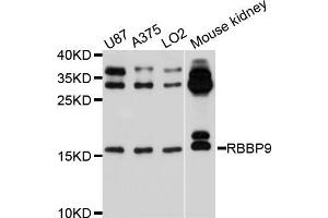 Western blot analysis of extracts of various cell lines, using RBBP9 antibody (ABIN5972508) at 1/1000 dilution. (RBBP9 抗体)