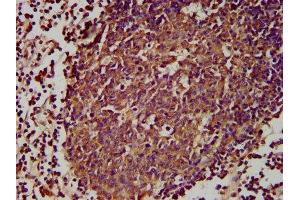 IHC image of ABIN7164473 diluted at 1:300 and staining in paraffin-embedded human lymph node tissue performed on a Leica BondTM system. (GPR174 抗体  (AA 291-333))