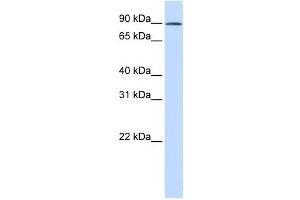 Western Blotting (WB) image for anti-GC-Rich Sequence DNA-Binding Factor 2 (GCFC2) antibody (ABIN2460017) (GCFC2 抗体)