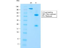 SDS-PAGE Analysis of Purified CD8a Rabbit Recombinant Monoclonal Antibody (C8/1779R). (Recombinant CD8 alpha 抗体)
