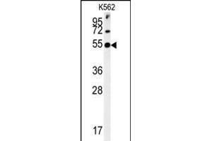 SYT13 Antibody (N-term) (ABIN651673 and ABIN2840354) western blot analysis in K562 cell line lysates (35 μg/lane). (SYT13 抗体  (N-Term))