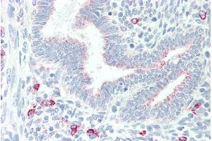 ABIN185209 (5µg/ml) staining of paraffin embedded Human Uterus. (MPG 抗体  (C-Term))