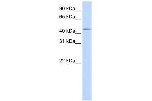 SPOCK3 antibody used at 1 ug/ml to detect target protein. (SPOCK3 抗体)