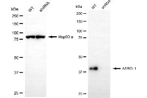 Western blotting analysis using ASRGL1 antibody (ABIN7797660). (ASRGL1 抗体)