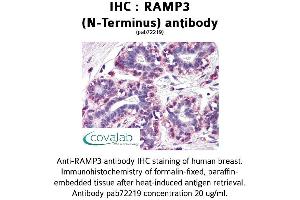 Image no. 1 for anti-Receptor (G Protein-Coupled) Activity Modifying Protein 3 (RAMP3) antibody (ABIN1738724) (RAMP3 抗体)
