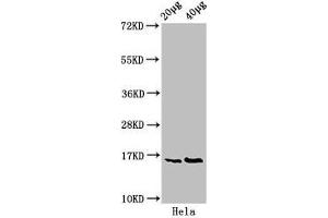 Western Blot Positive WB detected in: Hela whole cell lysate All lanes: HIST1H3A antibody at 0. (HIST1H3A 抗体  (pSer10))