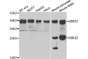 Western blot analysis of extracts of various cell lines, using UBE2Z antibody (ABIN5974351) at 1/1000 dilution. (UBE2Z 抗体)