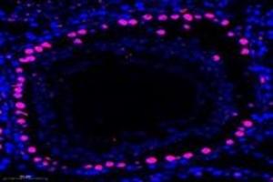 Immunofluorescent analysis of paraformaldehyde-fixed mouse testis using,RanBP16 (ABIN7073901) at dilution of 1: 600 (Exportin 7 抗体)