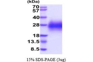 CD236/GYPC Protein (AA 1-57) (His tag)