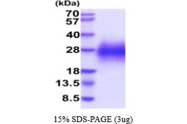CD236/GYPC Protein (AA 1-57) (His tag)