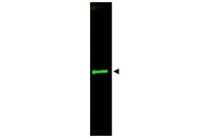 Image no. 1 for anti-Slit Homolog 3 (SLIT3) (AA 1164-1177) antibody (ABIN401312) (SLIT3 抗体  (AA 1164-1177))