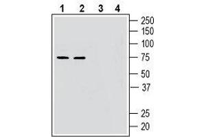 Western blot analysis of mouse brain lysates (lanes 1 and 3) and rat brain lysates (lanes 2 and 4): - 1, 2. (GPR52 抗体  (AA 239-253))