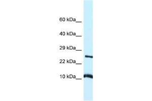 WB Suggested Anti-Vamp8 Antibody Titration: 1. (VAMP8 抗体  (Middle Region))