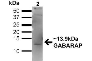 Western blot analysis of Human 293T showing detection of ~13. (GABARAP 抗体  (N-Term))
