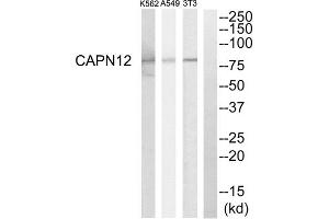 Western blot analysis of extracts from NIH-3T3 cells, A549 cells and K562 cells, using CAPN12 antibody. (CAPN12 抗体  (Internal Region))
