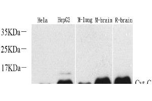 Western Blot analysis of various samples using CYCS Polyclonal Antibody at dilution of 1:1000. (Cytochrome C 抗体)
