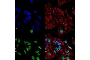 Immunocytochemistry/Immunofluorescence analysis using Rabbit Anti-GDNF Polyclonal Antibody . (GDNF 抗体  (PerCP))