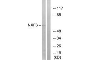 Western Blotting (WB) image for anti-Nuclear RNA Export Factor 3 (NXF3) (AA 72-121) antibody (ABIN2890475) (NXF3 抗体  (AA 72-121))