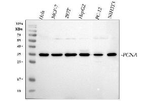 Western blot analysis of PCNA using anti-PCNA antibody (ABIN7599179).