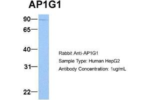 Host: Rabbit Target Name: AP1G1 Sample Type: HepG2 Antibody Dilution: 1. (gamma 1 Adaptin 抗体  (C-Term))