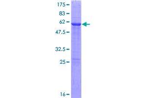 METTL2B Protein (AA 1-313) (GST tag)